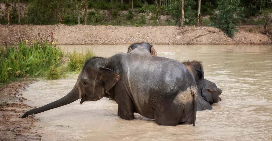 Chiang Mai: Ethical Elephant Encounter Feeding Program - Key points to know before you go