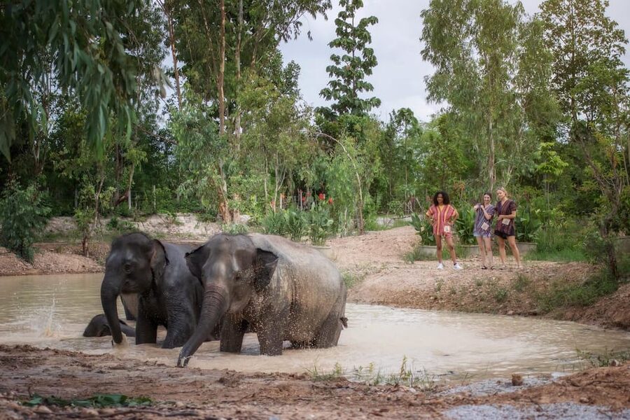 Chiang Mai: Ethical Elephant Encounter Feeding Program - Final verdict: book it for a short, careful introduction