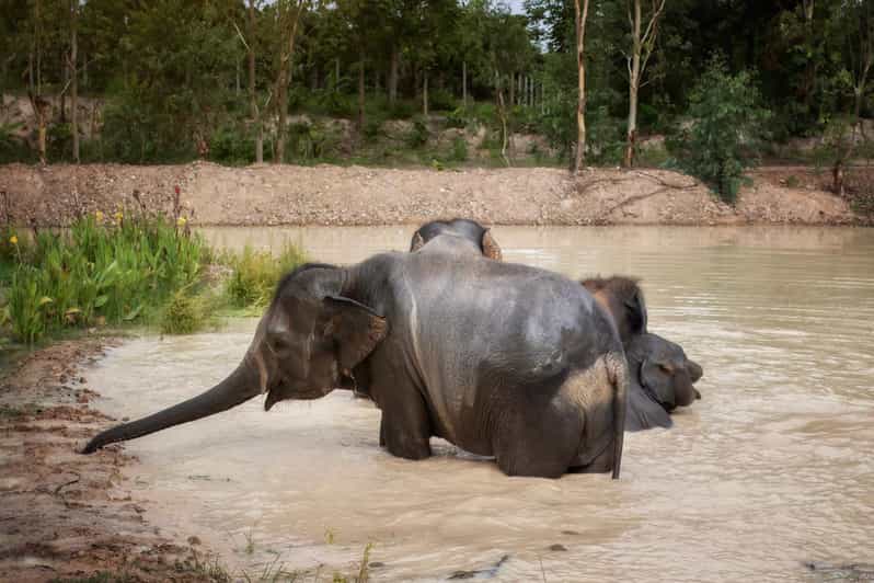 Chiang Mai: Ethical Elephant Encounter Feeding Program - What happens during the one-hour visit