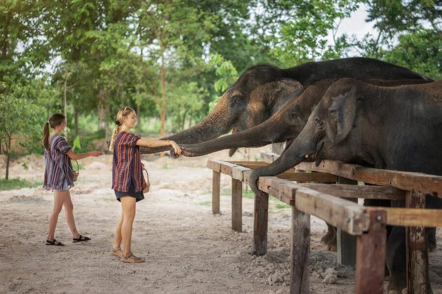 Chiang Mai: Ethical Elephant Encounter Feeding Program - Optional extras after the elephant encounter
