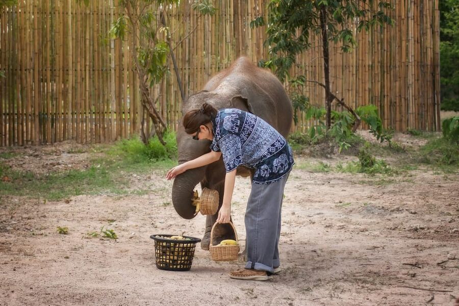 Chiang Mai: Ethical Elephant Encounter Feeding Program - Is $22 good value in Chiang Mai?