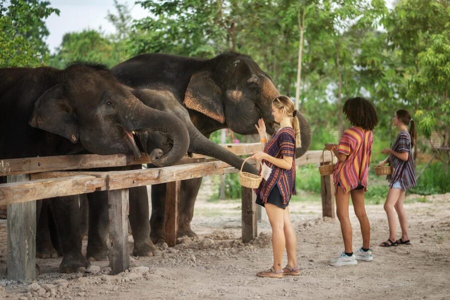 Chiang Mai: Ethical Elephant Encounter Feeding Program - Choosing the best time and preparing properly