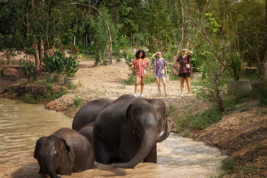 Chiang Mai: Ethical Elephant Encounter Feeding Program - Who will enjoy this experience most?