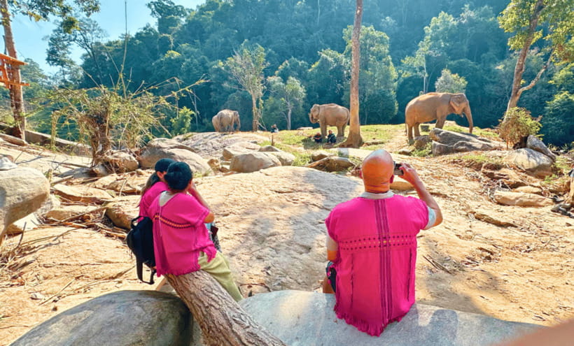 Chiang Mai: Ethical Half Day Elephant Sanctuary & Waterfall - Pad Thai, fruit, tea, and a homemade Ya Dom
