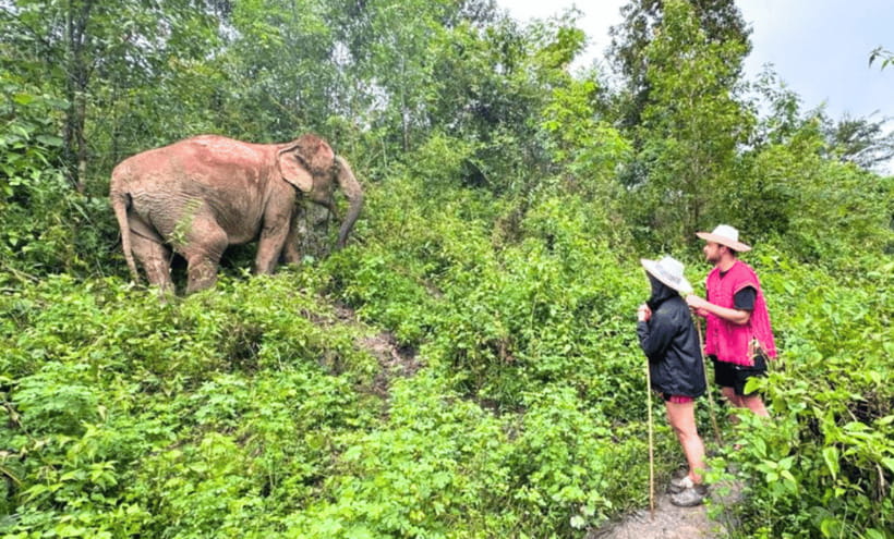 Chiang Mai: Ethical Half Day Elephant Sanctuary & Waterfall - Should you book Joy Elephant Sanctuary?