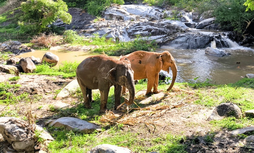 Chiang Mai: Ethical Half Day Elephant Sanctuary & Waterfall - The 1.5-hour ride from Chiang Mai to Mae Wang