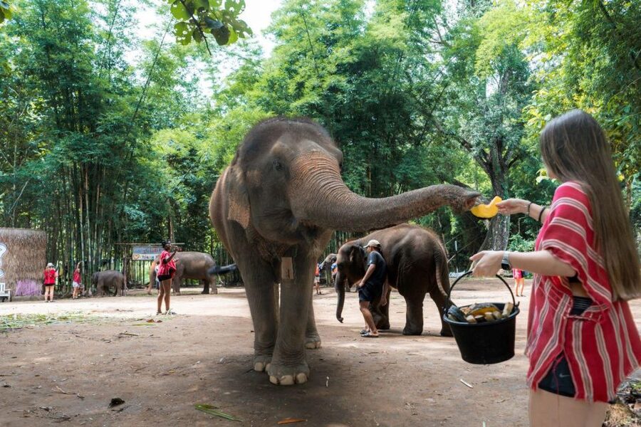 Chiang Mai: Full-Day Kerchor Elephant Eco Park Tour & Trek - What the $57 price really includes