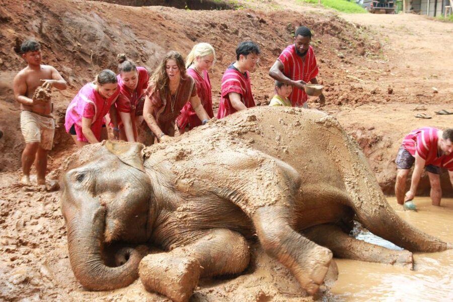 Chiang Mai: Full-Day Kerchor Elephant Eco Park Tour & Trek - Learning how the park helps its elephants