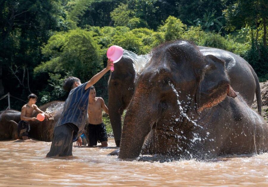 Chiang Mai: Full-Day Kerchor Elephant Eco Park Tour & Trek - Feeding bananas, sugar cane, and homemade medicine