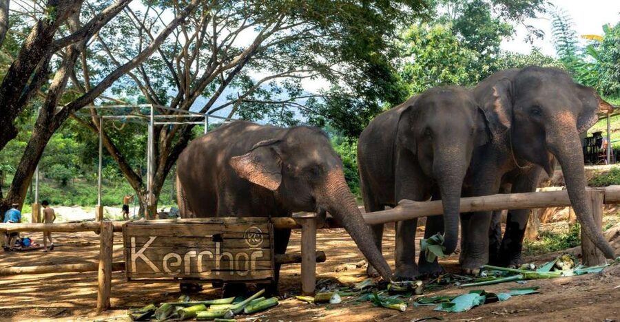 Chiang Mai: Full-Day Kerchor Elephant Eco Park Tour & Trek - Walking with the herd and watching bath time