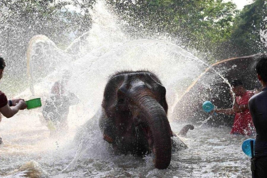 Chiang Mai: Full-Day Kerchor Elephant Eco Park Tour & Trek - A slippery path to the waterfall