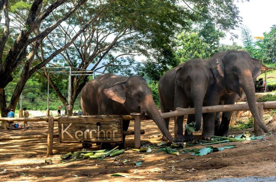 Chiang Mai: Full-Day Kerchor Elephant Eco Park Tour & Trek - Bamboo rafting through muddy, shallow water