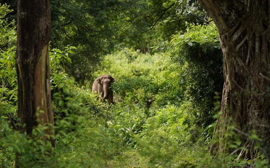 Chiang Mai Half-Day Adventure: River Tubing & Waterfall - Floating past Elephant Nature Park on the Mae Taeng River