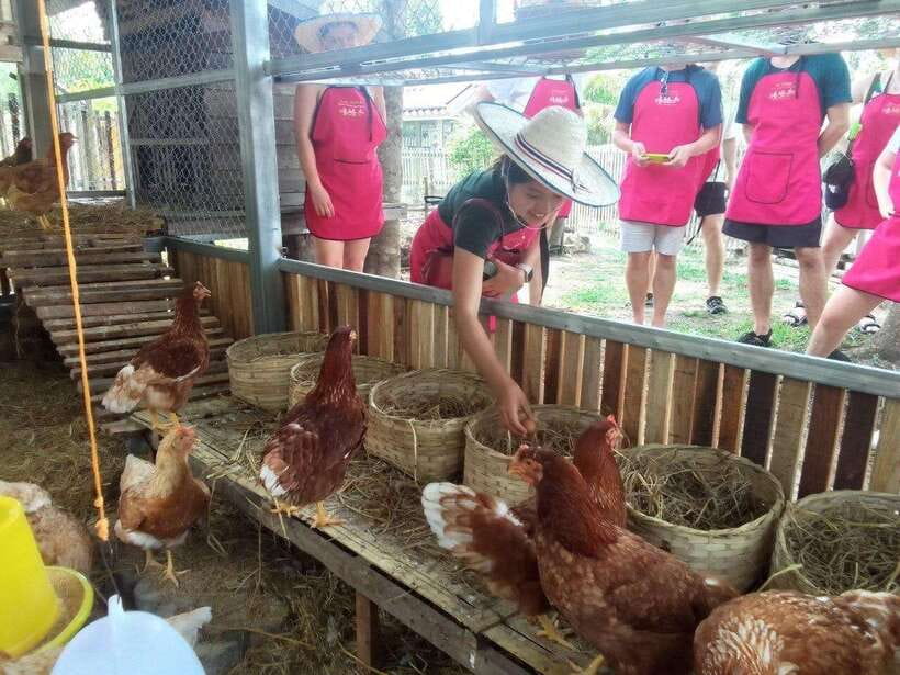 Chiang Mai: Half Day Cooking Class at Organic Farm - What the five-hour Chiang Mai class feels like