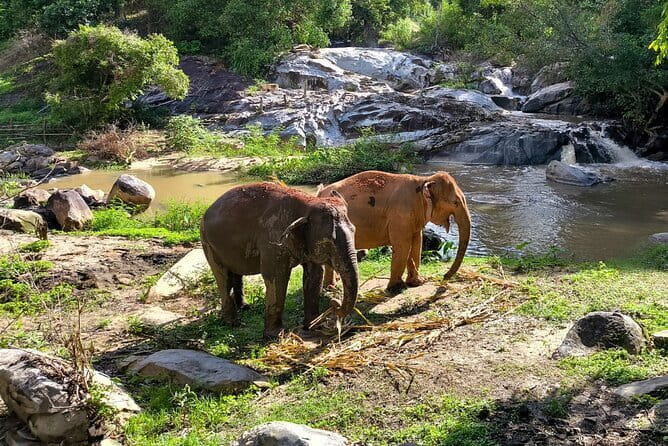 Chiang Mai Half Day Elephant Sanctuary Observation and Waterfall - Key points to know before booking