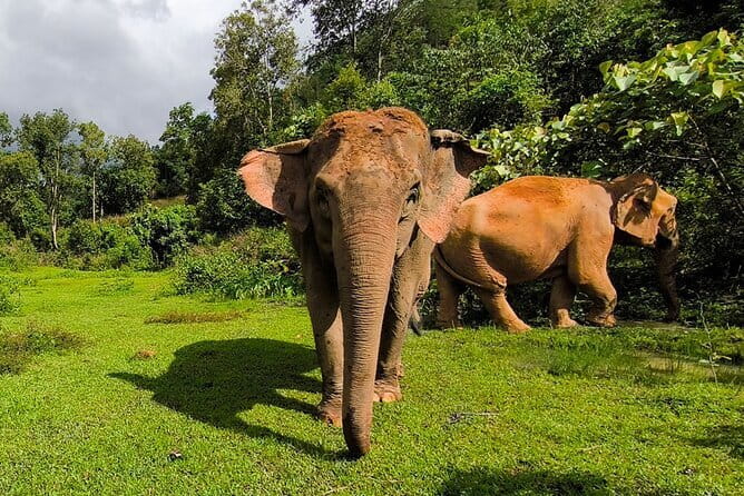 Chiang Mai Half Day Elephant Sanctuary Observation and Waterfall - The trail is harder than the word half-day suggests