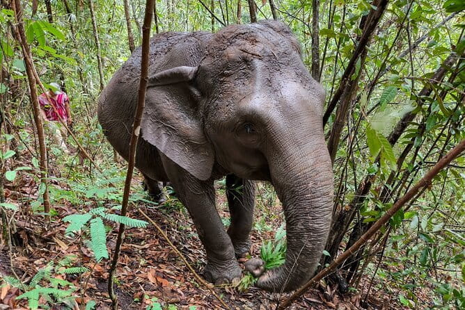 Chiang Mai Half Day Elephant Sanctuary Observation and Waterfall - Thung Luang and the Karen hill community connection