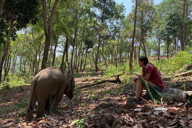 Chiang Mai Half Day Tour: Doi Inthanon Elephant Sanctuary - How ethical is this elephant sanctuary?