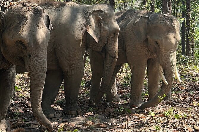 Chiang Mai Half Day Tour: Doi Inthanon Elephant Sanctuary - Meeting the Karen guides