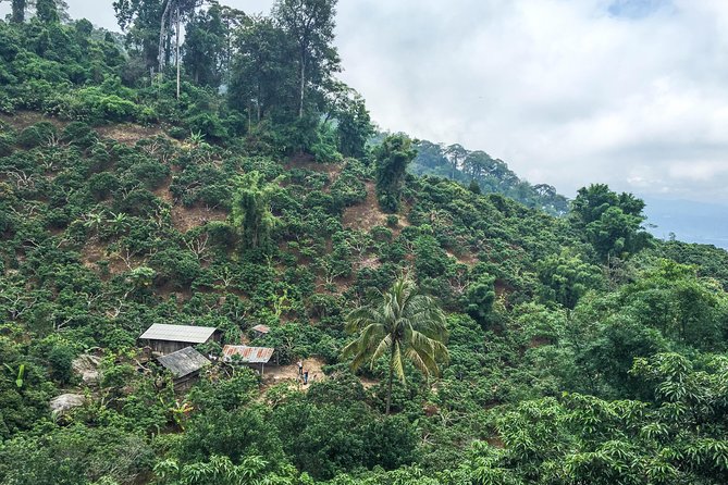 Chiang mai Hike & Downhill Bike Adventure –Suthep National Park - Two hours downhill through Doi Suthep-Pui