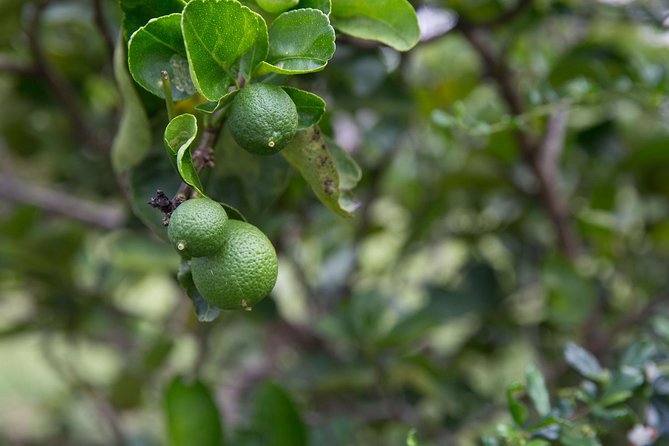 Chiang Mai Home Cooking Class with Garden Tour & Hotel Transfers - Walking through the garden with Pea