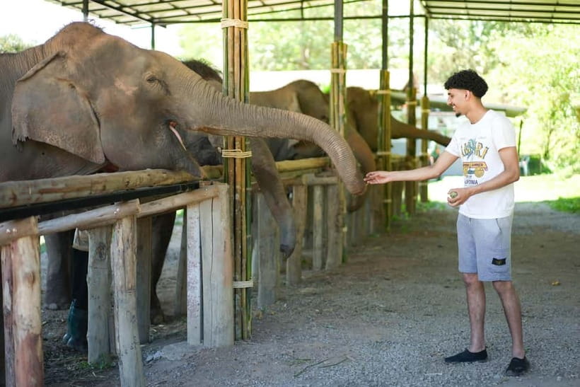Chiang Mai: Jungle Jumbo Elephant Sanctuary with Waterfall - Key points to know before booking