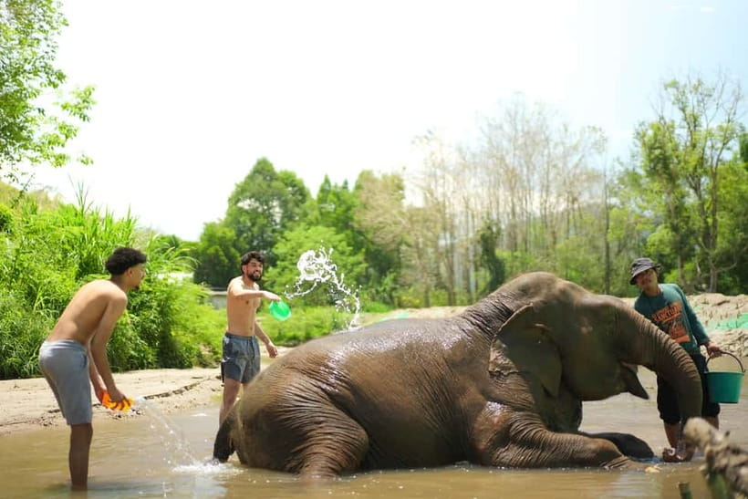 Chiang Mai: Jungle Jumbo Elephant Sanctuary with Waterfall - Meeting the elephants at Jungle Jumbo
