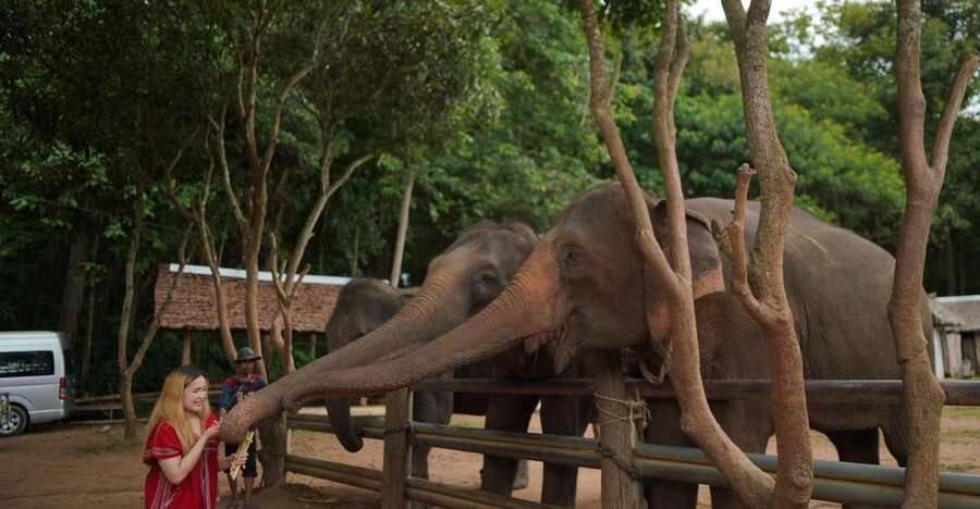 Chiang Mai: National Elephant Care, Rafting, & Ziplines Trip - Why this six-hour outing is good value