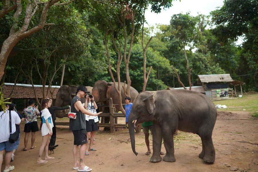 Chiang Mai: National Elephant Care, Rafting, & Ziplines Trip - Meeting the elephants at Mae Wang