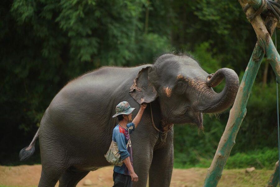 Chiang Mai: National Elephant Care, Rafting, & Ziplines Trip - Thai lunch beside the river