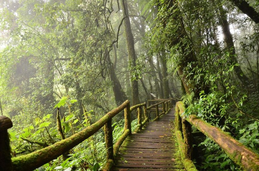 Chiang Mai: Pha Dok Siew Nature Trail & Doi Inthanon Trip - The Two-Hour Pha Dok Siew Nature Trail