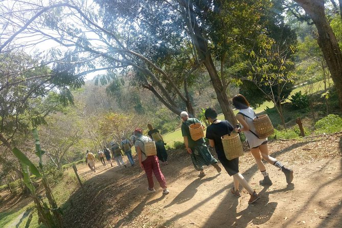 Chiang Mai Private Tour with Tea Plantation, Karen Village, Doi Suthep - What This Eight-Hour Day Is Really Like