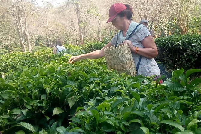 Chiang Mai Private Tour with Tea Plantation, Karen Village, Doi Suthep - Tea Plantation Country And A Quieter Side Of Chiang Mai