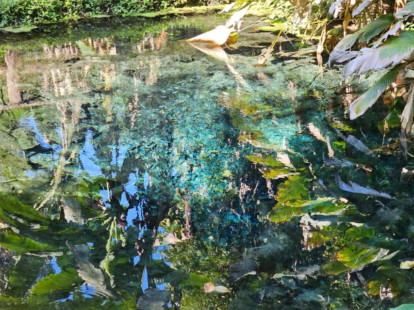 Chiang Mai: Sticky Waterfall Half-Day Tour & Hotel Transfers - Swimming, Shade, and the Spring Pool
