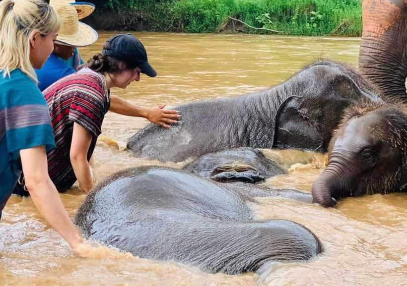 Chiang Mai | TeeTee Elephant Home Elephant Care Half-Day - Language, group size, and the role of the guide