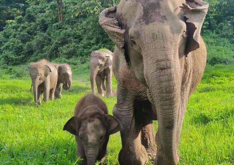 Chiang Mai | TeeTee Elephant Home Elephant Care Half-Day - Feeding fruit and making vitamin balls