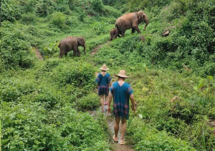 Chiang Mai | TeeTee Elephant Home Elephant Care Half-Day - What the $57 price really covers