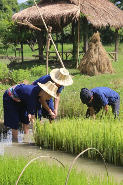 Chiang Mai: Thai Buffalo and Rice Planting Experience - What this Chiang Mai farm visit is really about