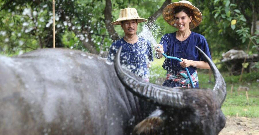 Chiang Mai: Thai Buffalo and Rice Planting Experience - Cutting grass for the Thai buffalo