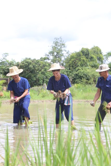 Chiang Mai: Thai Buffalo and Rice Planting Experience - Pulling rice seedlings from the nursery