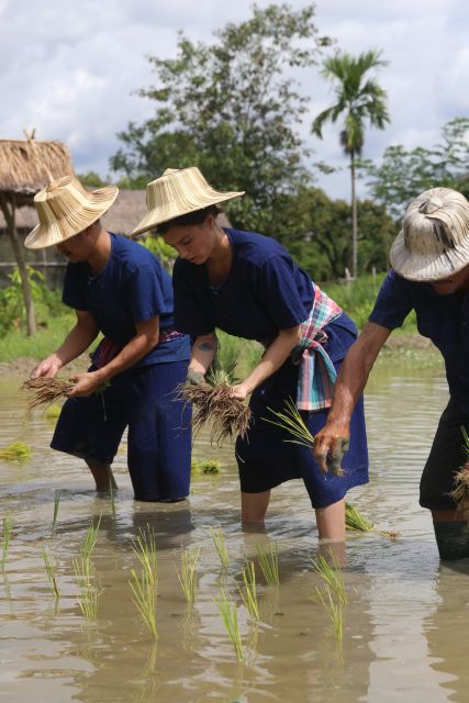 Chiang Mai: Thai Buffalo and Rice Planting Experience - Planting rice in the mud