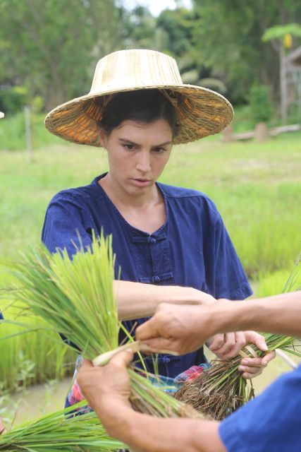 Chiang Mai: Thai Buffalo and Rice Planting Experience - Lunch of green curry, herbal drink, and mango sticky rice