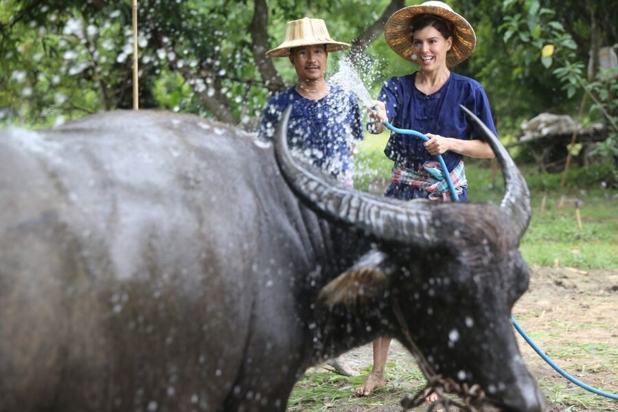 Chiang Mai: Thai Buffalo and Rice Planting Experience - What makes the small group format useful