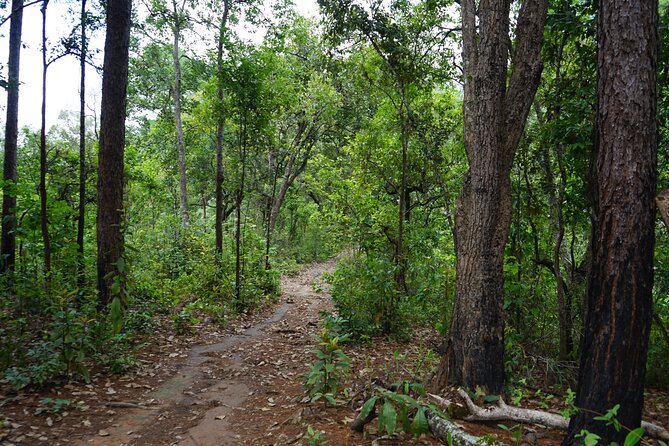 Chiang Mai Trekking Tour :Full day (no rafting) - A traditional Thai lunch in the forest