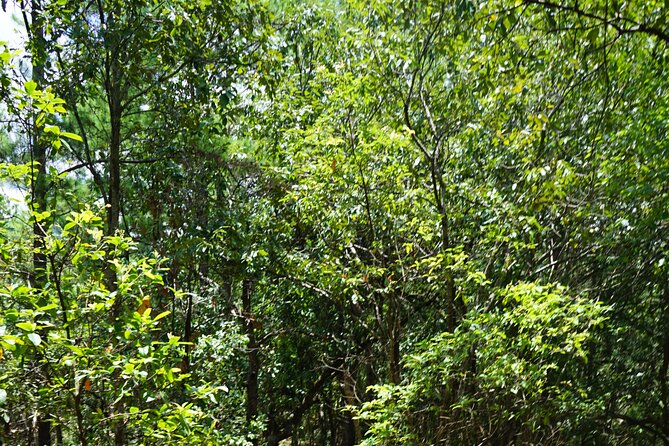 Chiang Mai Trekking Tour :Full day (no rafting) - Who will enjoy this Chiang Mai outing?