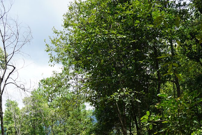 Chiang Mai Trekking Tour :Full day (no rafting) - Walking the Doi Inthanon forest trails
