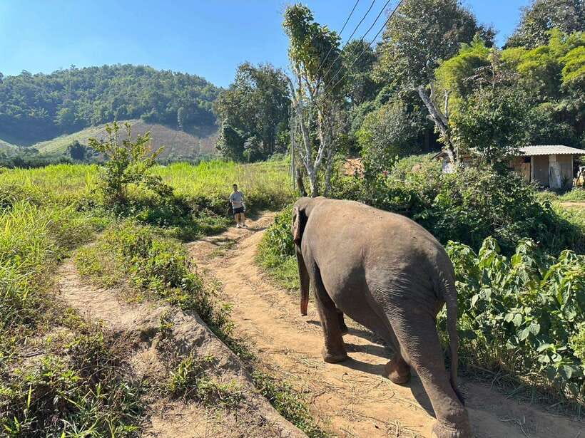 Chiang Mai Untouched Elephant: Nature Walk & Waterfall Trek - Mud, river water, and elephant bathing
