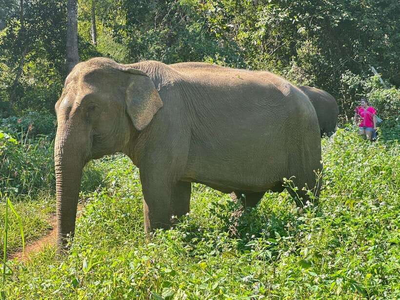 Chiang Mai Untouched Elephant: Nature Walk & Waterfall Trek - Who will enjoy this Chiang Mai experience?