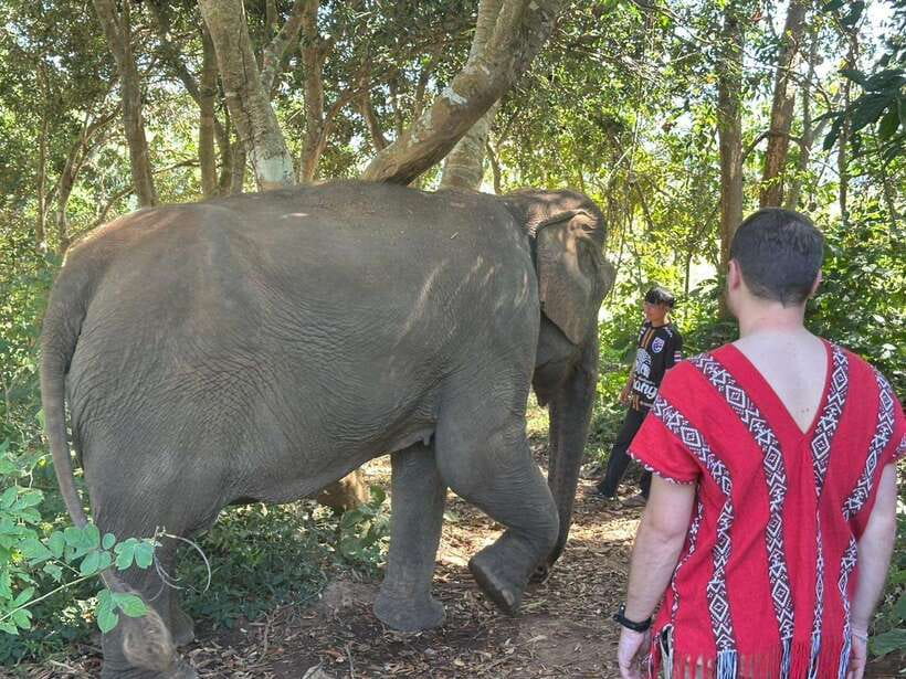 Chiang Mai Untouched Elephant: Nature Walk & Waterfall Trek - Meeting elephants that are treated as family