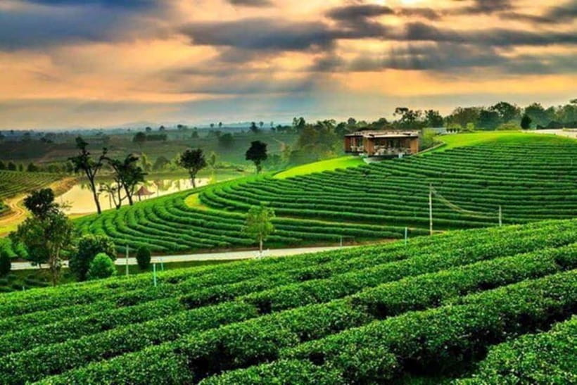 Chiang Rai: 7 Major Sites, Golden Triangle & Tea Plantation - The Golden Triangle and Chiang Rai’s border story